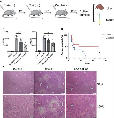 Corilagin Ameliorates Con A-Induced Hepatic Injury by Restricting M1 Macrophage Polarization